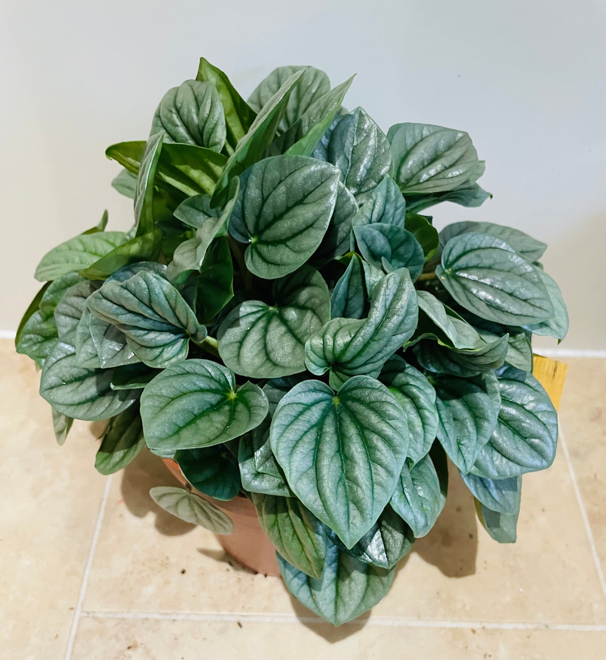 Peperomia Moonlight in 15cm pot Cassandra's Plants