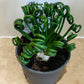 Albuca Spiralis Corkscrew 12cm Pot Cassandra's Plants