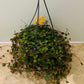 Peperomia Pepperspot Cassandra's Plants