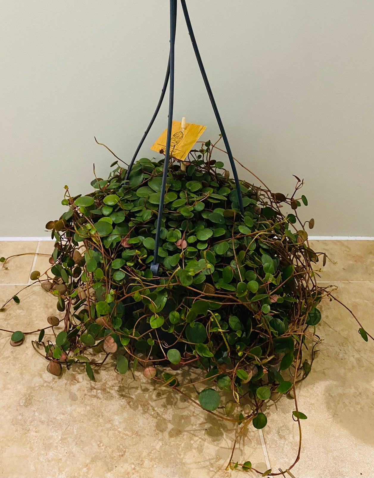 Peperomia Pepperspot Cassandra's Plants