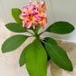 Plumeria Alba Frangipani Temple Tree in a 17cm Pot Cassandra's Plants