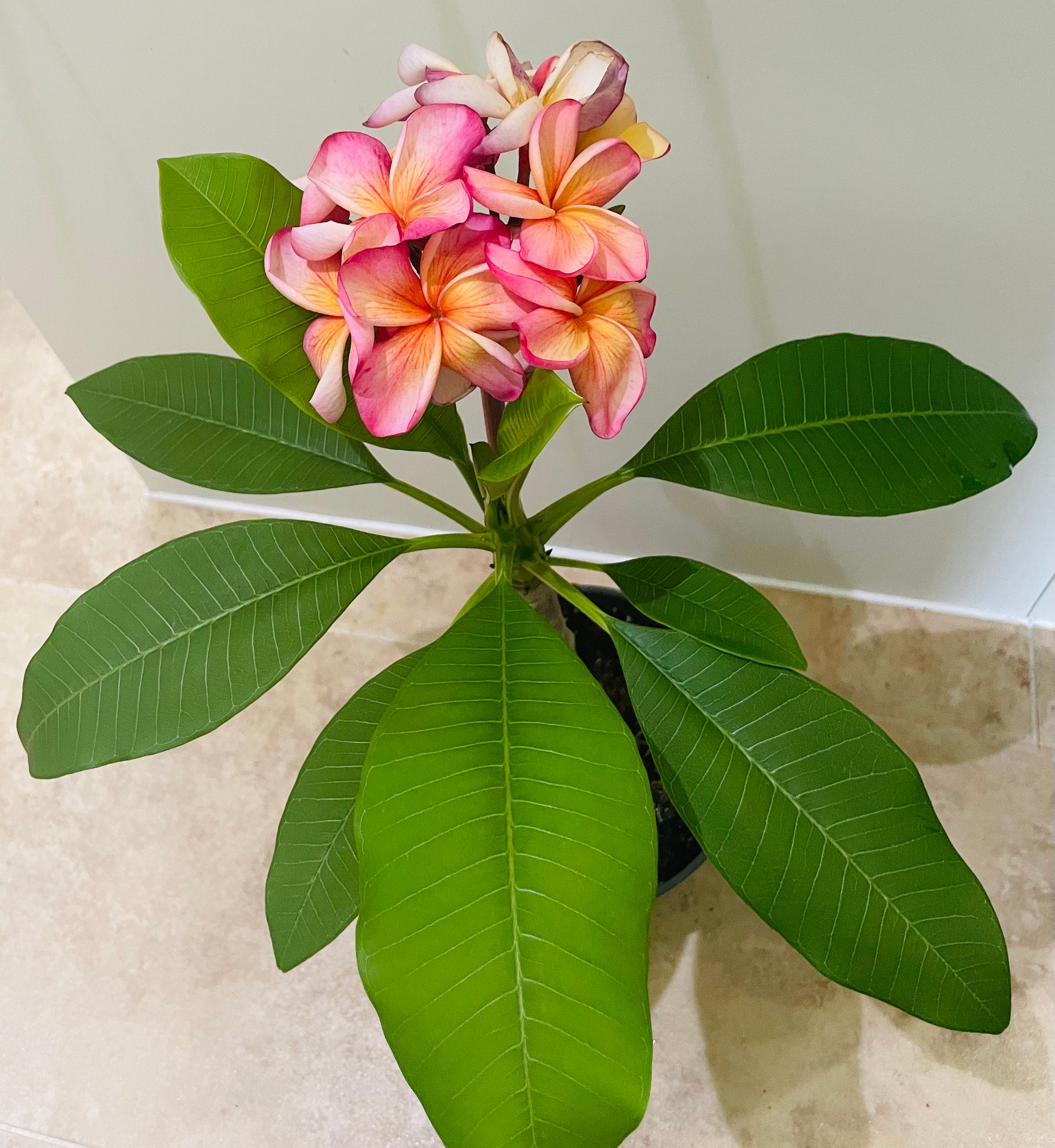 Plumeria Alba Frangipani Temple Tree in a 17cm Pot Cassandra's Plants