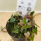 Ceropegia Woodii Orange River 8cm Pot Cassandra's Plants