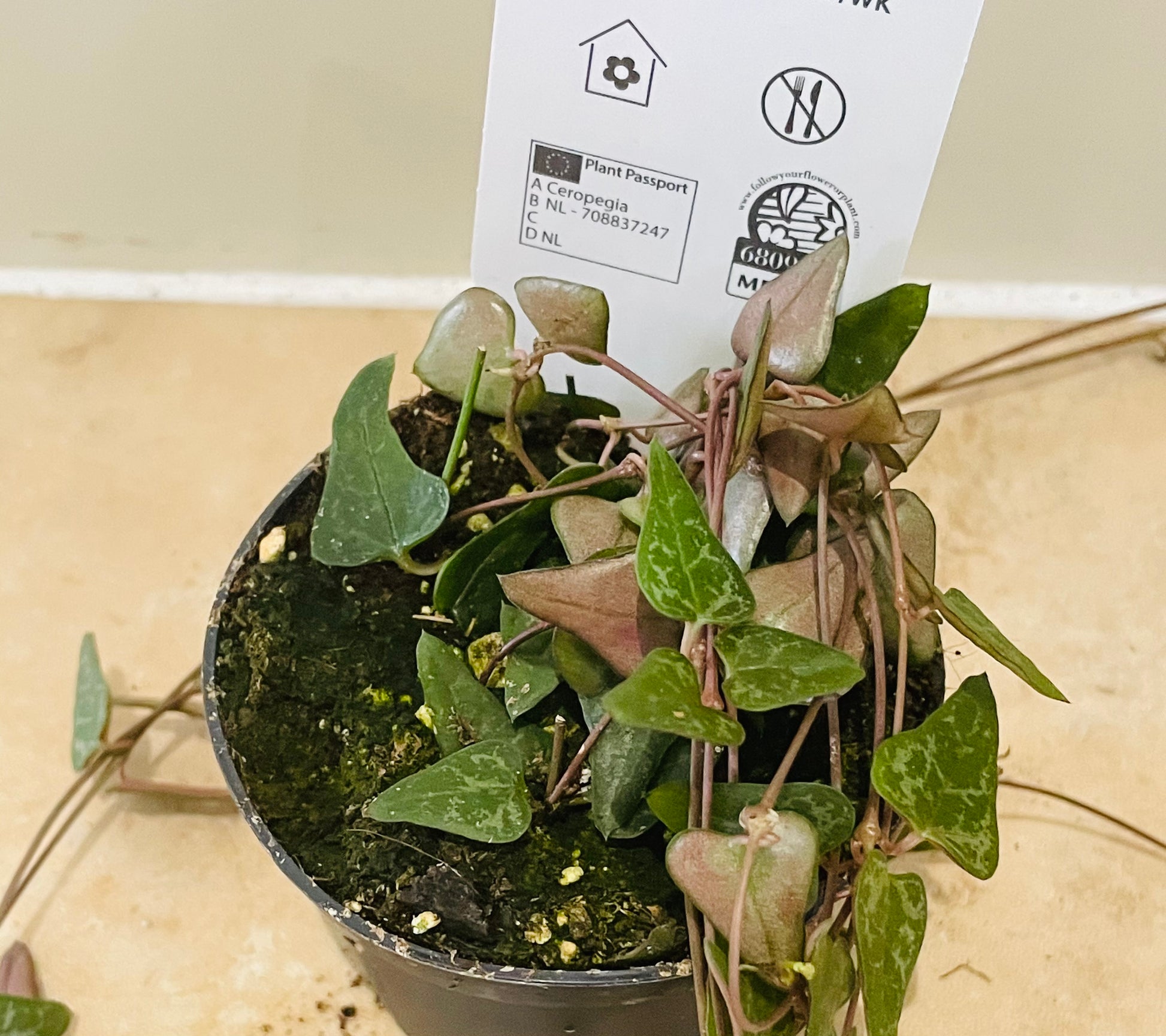 Ceropegia Woodii Orange River 8cm Pot Cassandra's Plants