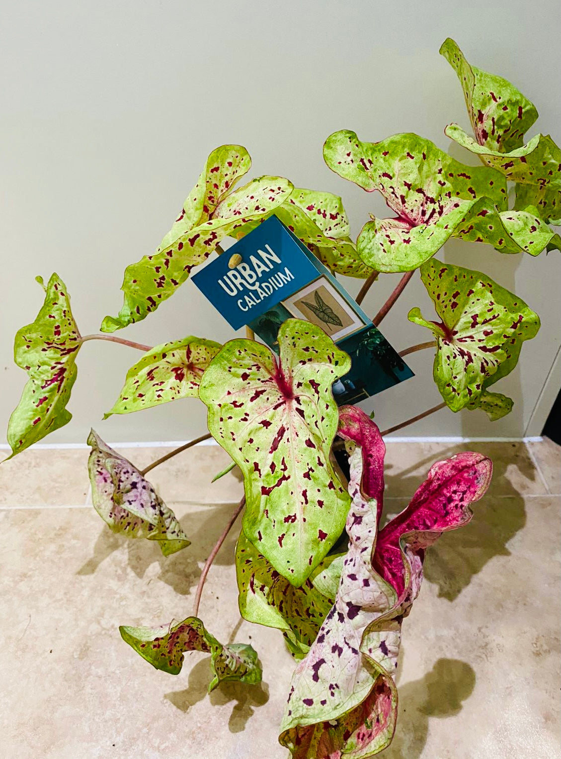 Caladium Miss Muffet 12cm pot Cassandra's Plants
