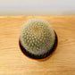 Mammillaria Pilcayensis in 5.5cm Pot Cassandra's Plants