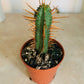 Euphorbia Pentagona 5.5cm Pot Cassandra's Plants