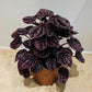 Peperomia Caperata Schumi Red in a 15cm pot Cassandra's Plants