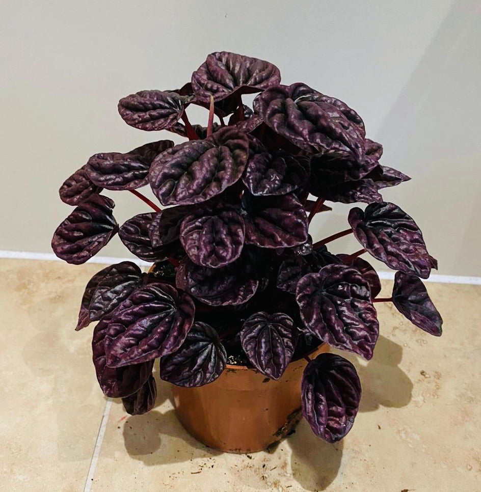 Peperomia Caperata Schumi Red in a 15cm pot Cassandra's Plants