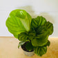 Calathea Orbifolia 14cm Pot Cassandra's Plants