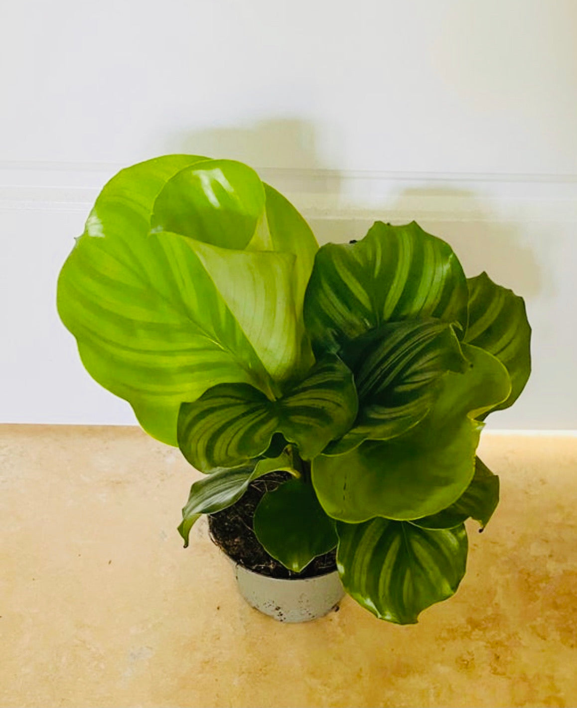 Calathea Orbifolia 14cm Pot Cassandra's Plants