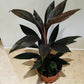 Cordyline Fruticosa Rubra 13cm pot Cassandra's Plants