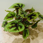 Begonia Masoniana Iron Cross 12cm Pot Cassandra's Plants