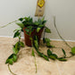 Hoya Lacunosa in a 12cm pot Cassandra's Plants