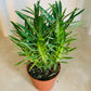 Euphorbia Loricata Cassandra's Plants