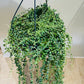 Senecio Herreianus String of Tears