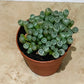 Fenestraria Rhopalophylla Babies Toes Cassandra's Plants