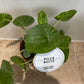 Pilea Peperomioides Mojito In a 13cm pot Cassandra's Plants