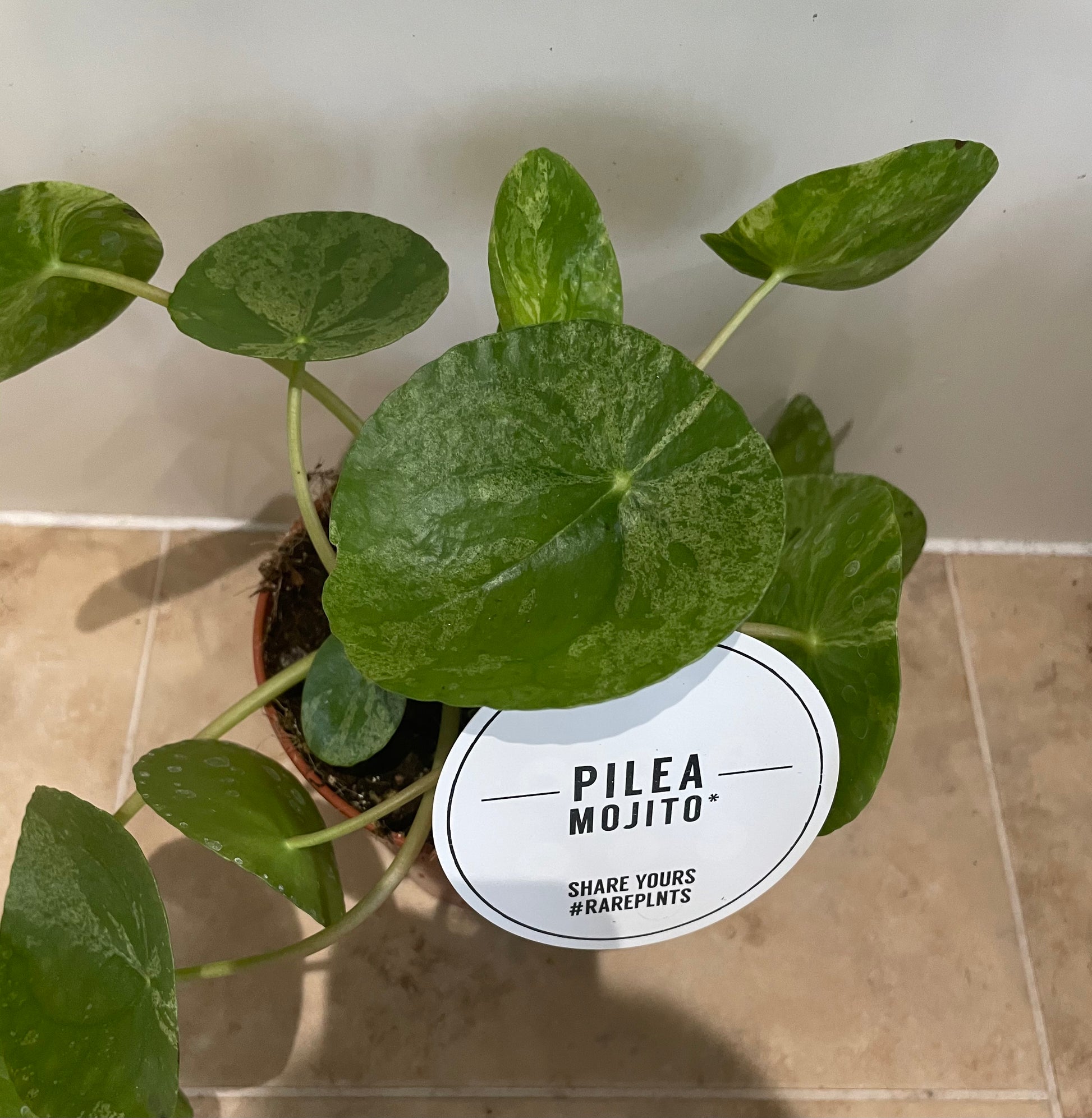Pilea Peperomioides Mojito In a 13cm pot Cassandra's Plants