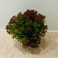 Crassula Schmidtii 11cm pot Cassandra's Plants