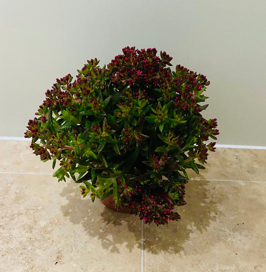 Crassula Schmidtii 11cm pot Cassandra's Plants