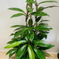 Hoya Pubicalyx Splash 17cm pot Cassandra's Plants