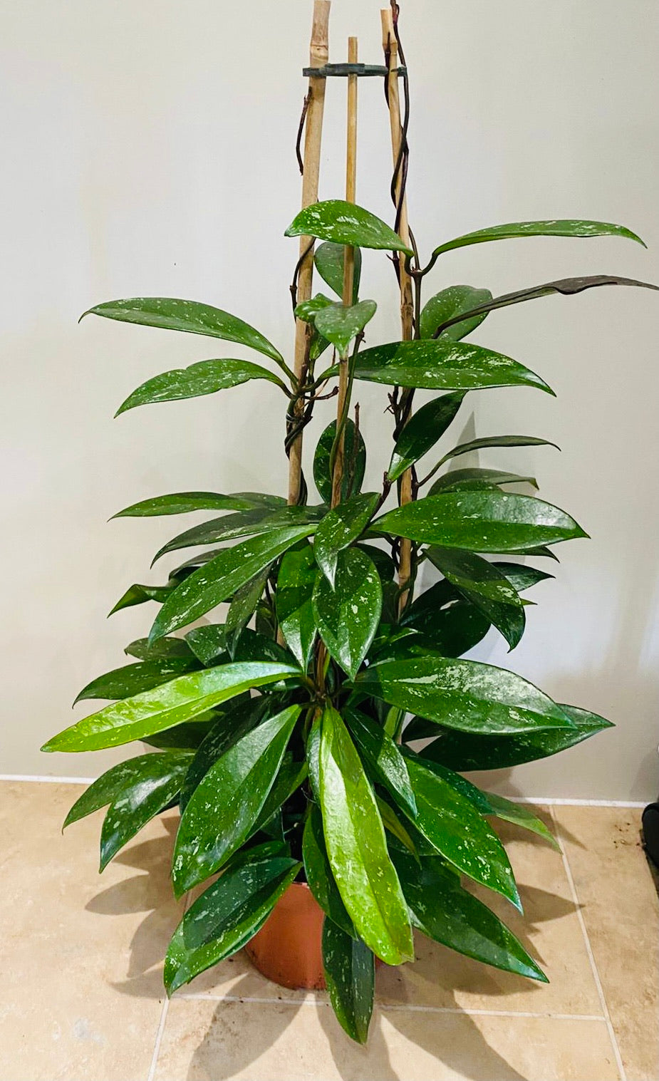 Hoya Pubicalyx Splash 17cm pot Cassandra's Plants