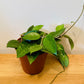 Hoya Parasitica Black Margin 12cm Pot Cassandra's Plants
