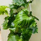 Philodendron Shangri-la in 17cm Pot Cassandra's Plants