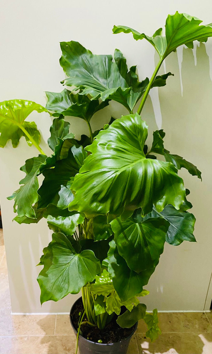 Philodendron Shangri-la in 17cm Pot Cassandra's Plants