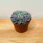 Echeveria Shaviana Curly Pearl in 12cm Pot Cassandra's Plants