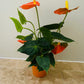 Anthurium Adraeanum Orange Flamingo Flower in a 7cm pot Cassandra's Plants