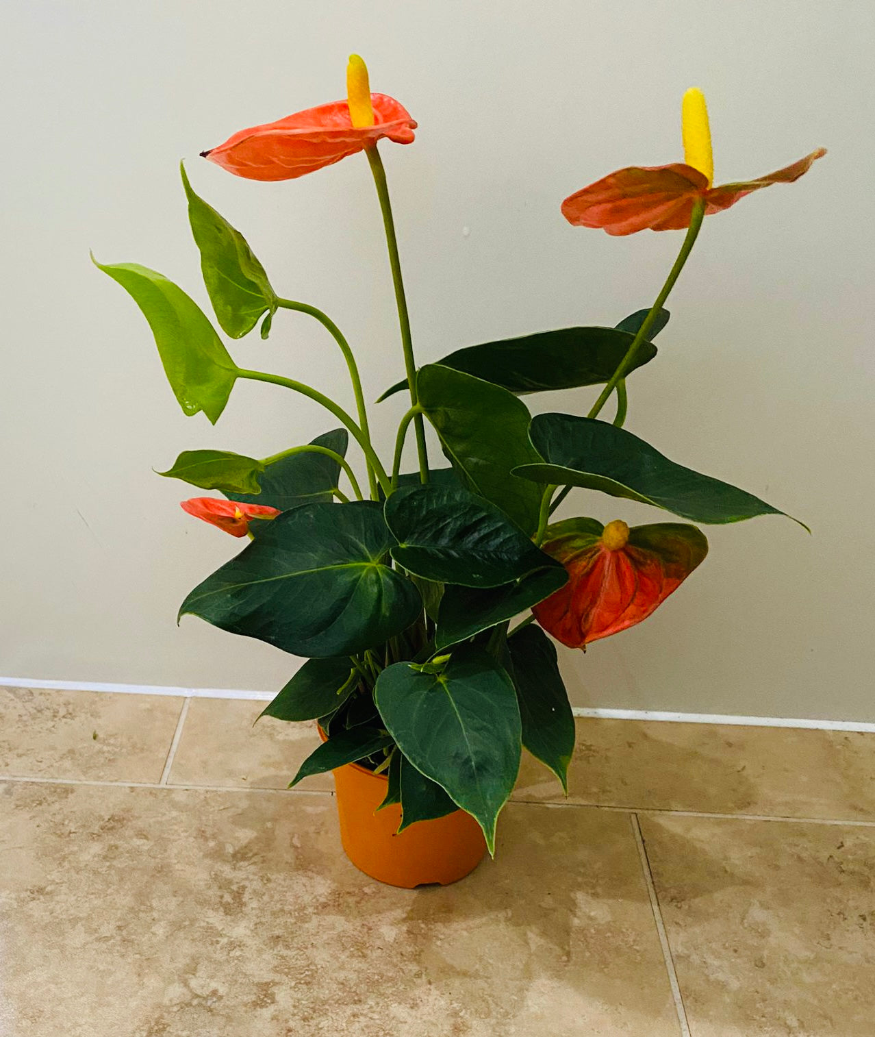 Anthurium Adraeanum Orange Flamingo Flower in a 7cm pot Cassandra's Plants