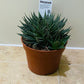 Aloe Artistata 10cm Pot Cassandra's Plants