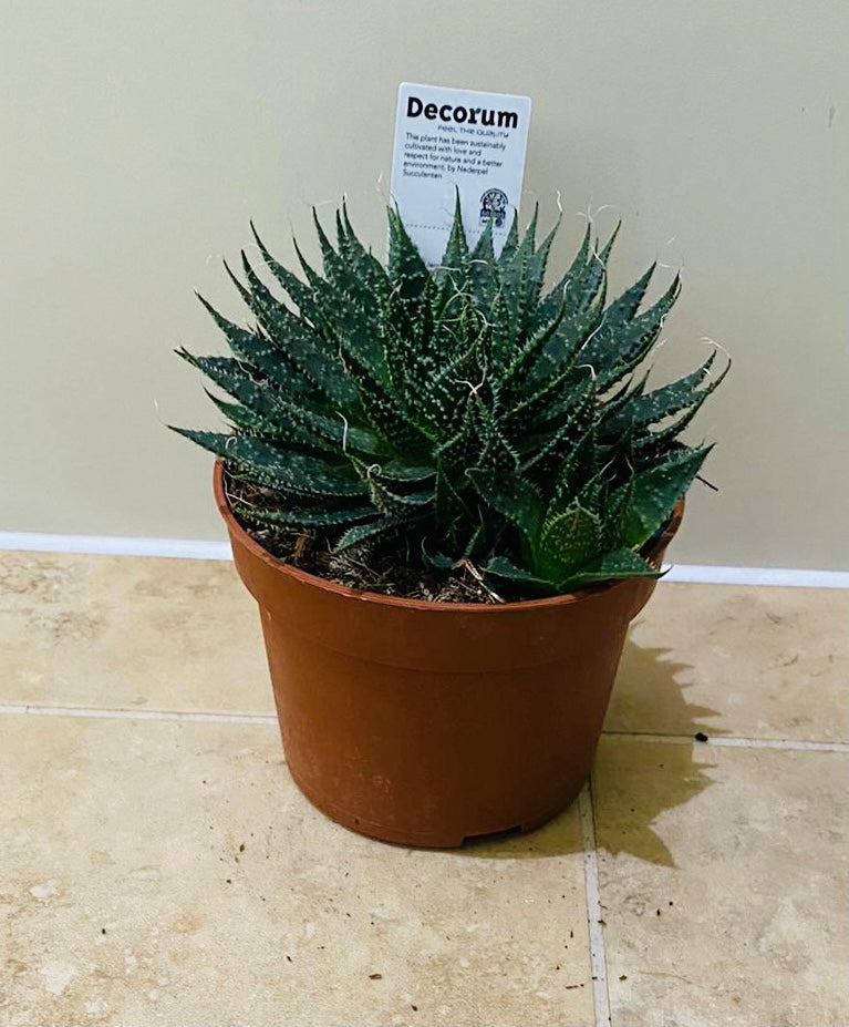 Aloe Artistata 10cm Pot Cassandra's Plants