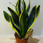 Sansevieria Black Superba In a 14cm pot Cassandra's Plants
