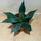 Agave Americana 12cm Pot Cassandra's Plants