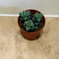 Corpuscularia Lehmannii Ice Plant 5.5cm pot Cassandra's Plants