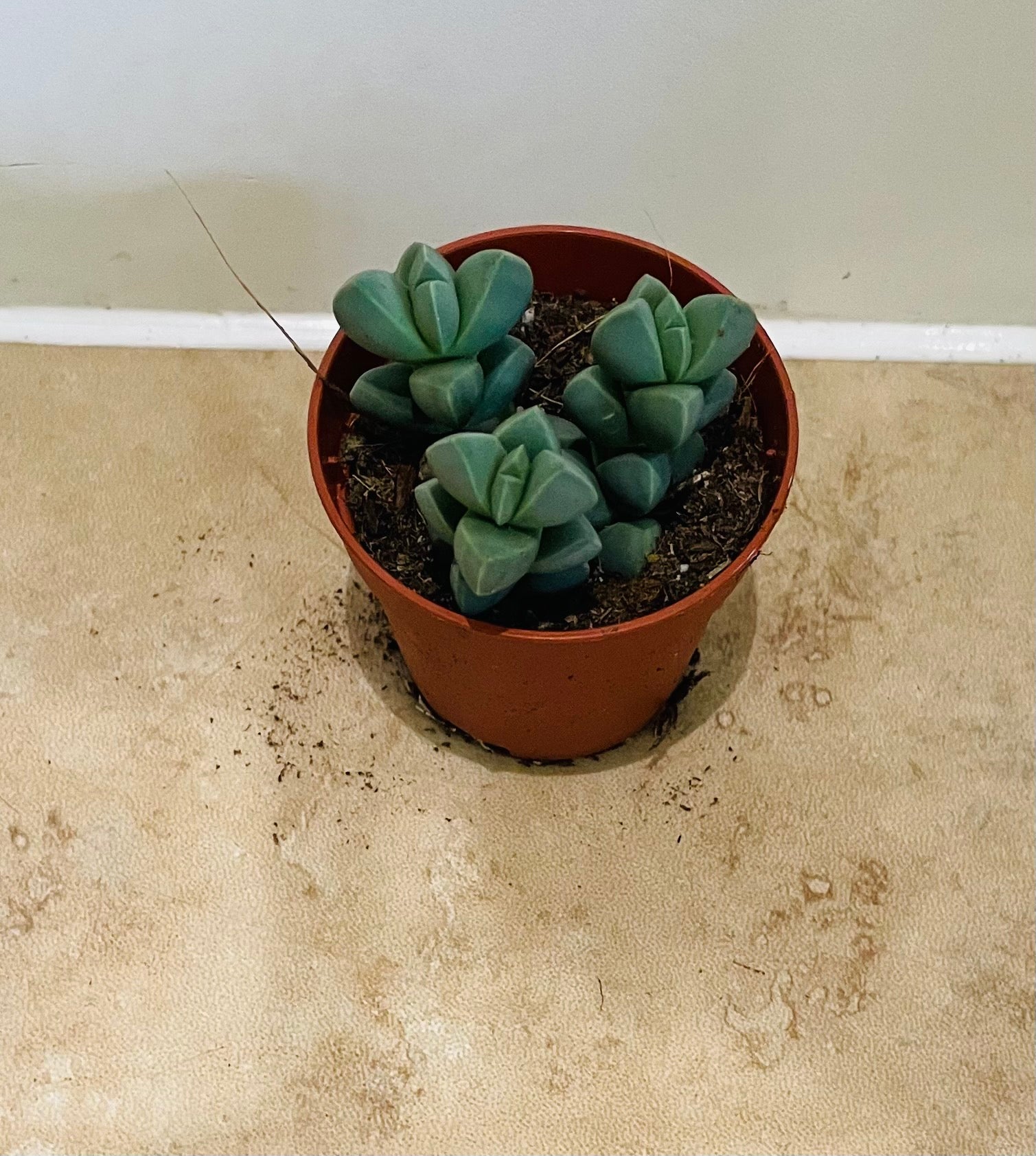 Corpuscularia Lehmannii Ice Plant 5.5cm pot Cassandra's Plants