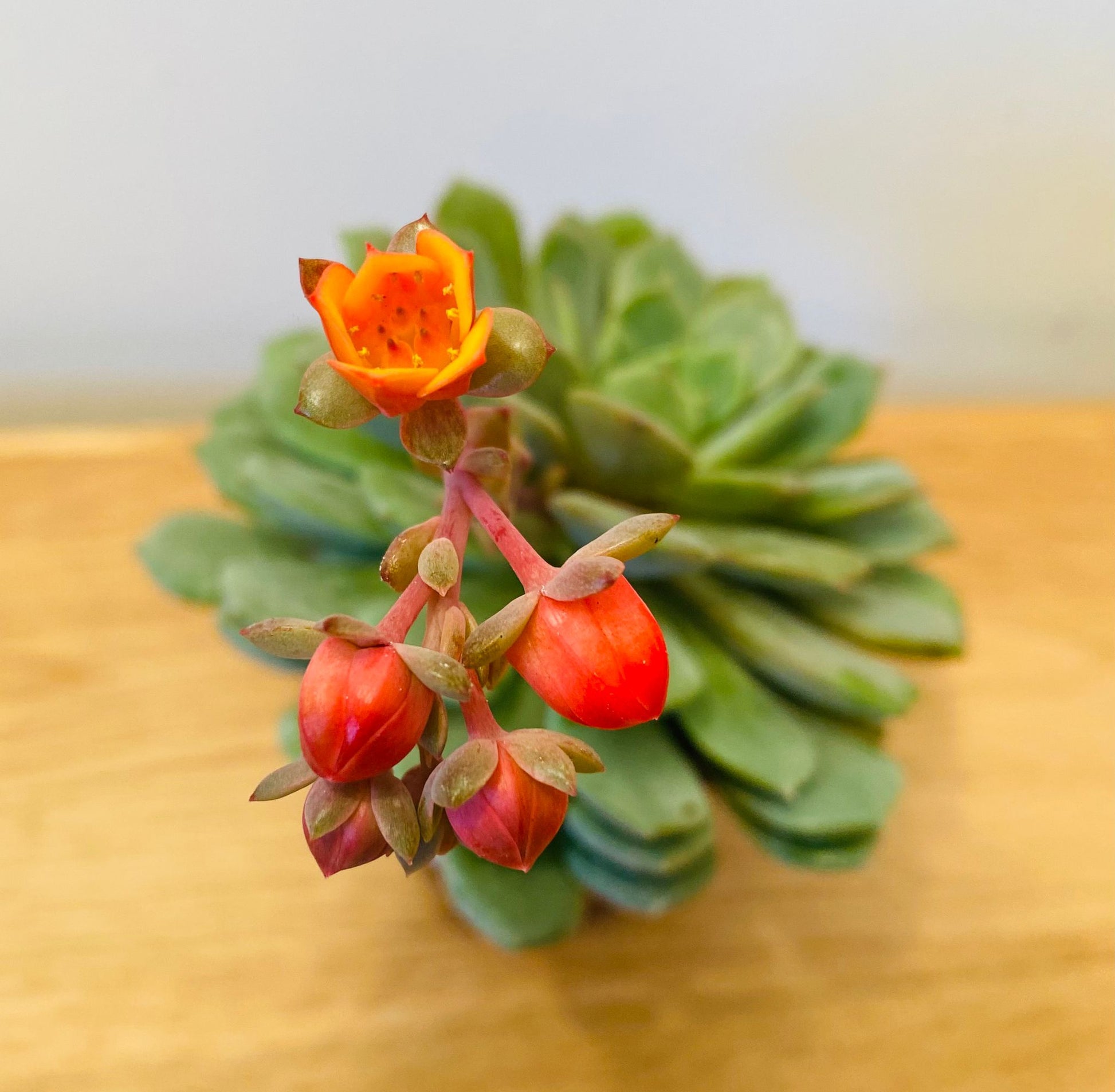 Echeveria Dondo Succulent in 5.5cm Pot Cassandra's Plants