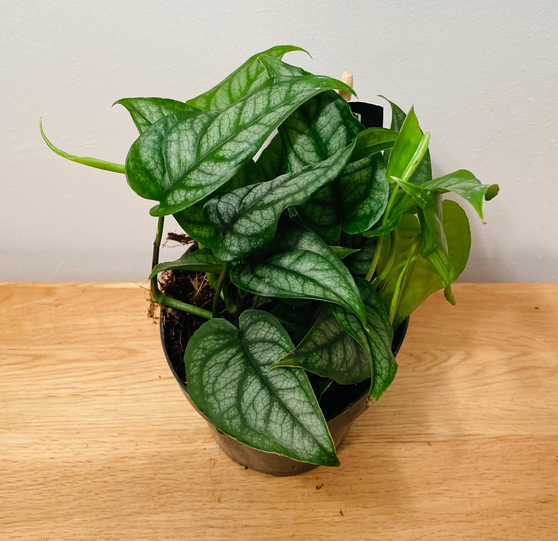 Monstera Siltepecana in a 12cm pot Cassandra's Plants