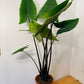 Alocasia Zebrina "Black Stem" 19cm Pot Cassandra's Plants