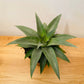 Agave Angustifolia 12cm Pot Cassandra's Plants