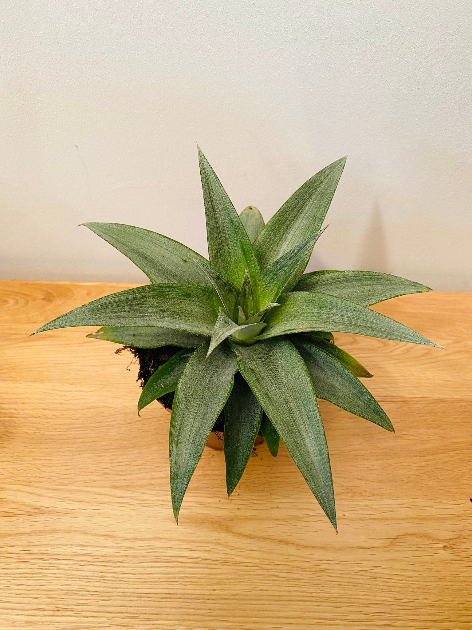 Agave Angustifolia 12cm Pot Cassandra's Plants
