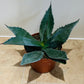 Agave Americana 12cm Pot Cassandra's Plants