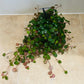 Peperomia Pepperspot Cassandra's Plants