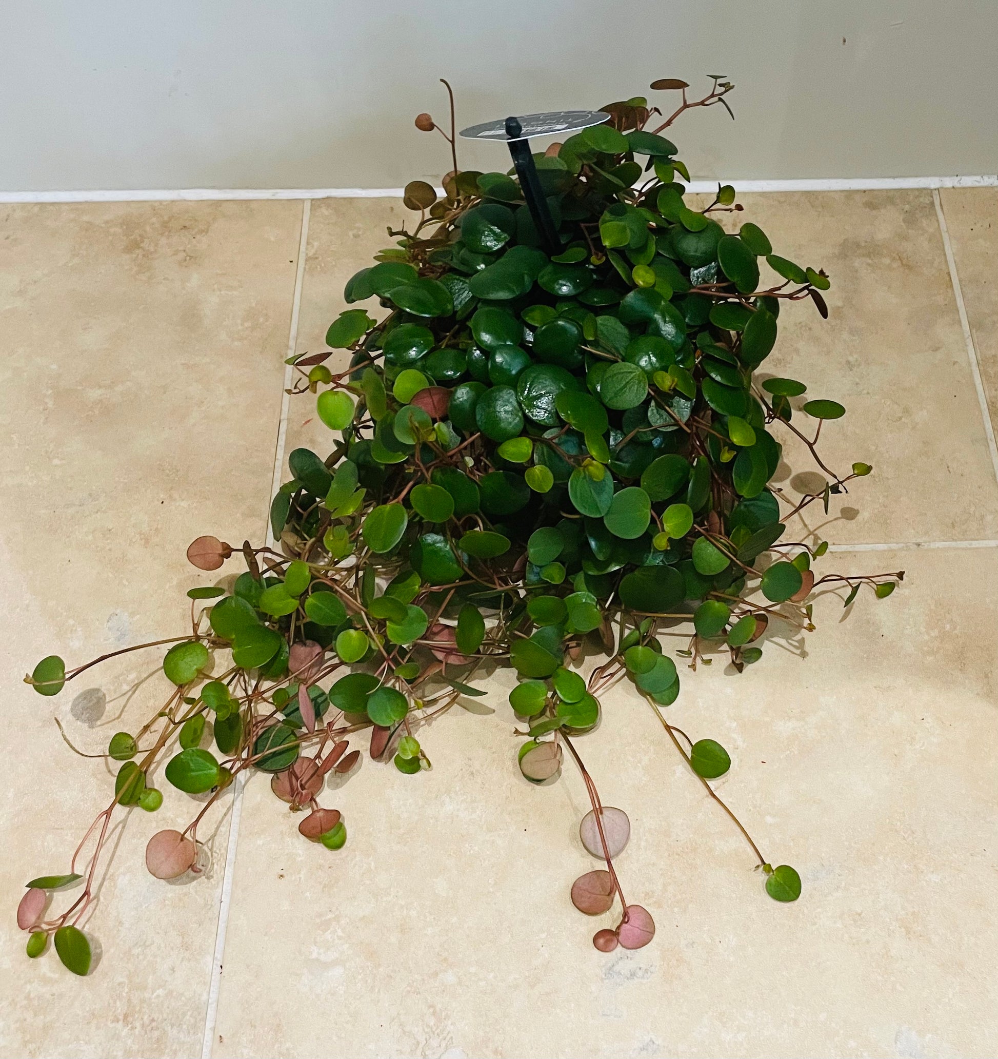 Peperomia Pepperspot Cassandra's Plants