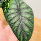 Alocasia Dragon Scale 14cm Pot Cassandra's Plants