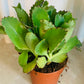 Kalanchoe Diagremontana Cassandra's Plants