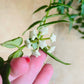 Hoya Bella in a 15cm hanging pot Cassandra's Plants